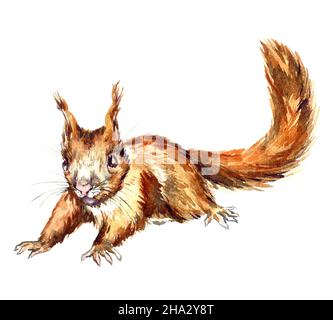 Lo scoiattolo rosso o scoiattolo rosso Eurasiano (Sciurus vulgaris), illustrazione dell'acquerello dipinta a mano Foto Stock