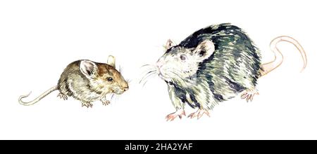 Mouse di casa (Mus musculus) e ratto marrone (Rattus norvegicus), illustrazione di acquerello dipinta a mano Foto Stock