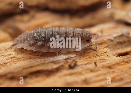 Dettaglio closeup sulla secretiva vita comune woodlouse lucido, Oniscus asellus Foto Stock