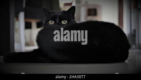 Adorabile nero con occhi verdi luminosi Foto Stock