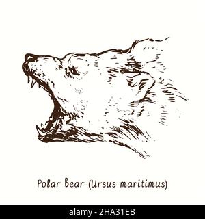 Orso polare (Ursus maritimus) con museruola vista laterale. Disegno in bianco e nero in legno. Foto Stock