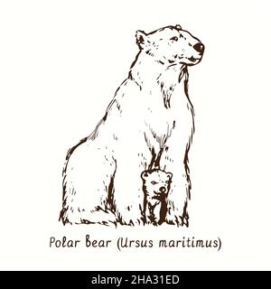 Orso polare (Ursus maritimus) orso madre con cucciolo tra le zampe anteriori. Disegno in bianco e nero in legno. Foto Stock