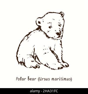 Cucciolo di orso polare (Ursus maritimus) seduto. Disegno in bianco e nero in legno. Foto Stock