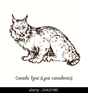 Canada lynx (Lynx canadensis) vista laterale seduta. Disegno in bianco e nero in legno. Foto Stock
