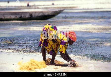 Le donne producono corde di cocco da fibra di cocco sulla costa orientale al villaggio di Bwejuu sull'isola di Zanzibar in Tanzania. Tanzania, Zan Foto Stock