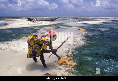 Le donne producono corde di cocco da fibra di cocco sulla costa orientale al villaggio di Bwejuu sull'isola di Zanzibar in Tanzania. Tanzania, Zan Foto Stock