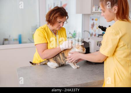 Vet donna che fa iniezione con siringa per il gatto in clinica Foto Stock