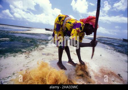 Le donne producono corde di cocco da fibra di cocco sulla costa orientale al villaggio di Bwejuu sull'isola di Zanzibar in Tanzania. Tanzania, Zan Foto Stock