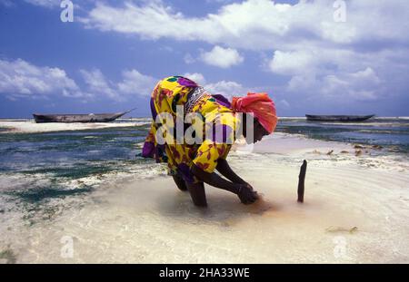 Le donne producono corde di cocco da fibra di cocco sulla costa orientale al villaggio di Bwejuu sull'isola di Zanzibar in Tanzania. Tanzania, Zan Foto Stock