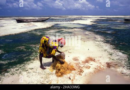 Le donne producono corde di cocco da fibra di cocco sulla costa orientale al villaggio di Bwejuu sull'isola di Zanzibar in Tanzania. Tanzania, Zan Foto Stock