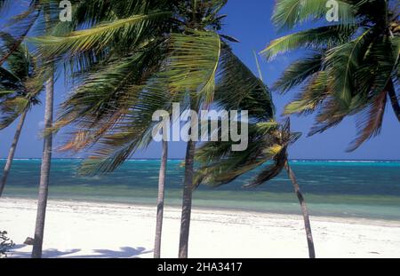 Palmtree sulla spiaggia con il paesaggio sulla costa orientale al villaggio di Bwejuu sull'isola di Zanzibar in Tanzania. Tanzania, Zanzibar, Bweju Foto Stock