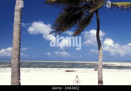 Palmtree sulla spiaggia con il paesaggio sulla costa orientale al villaggio di Bwejuu sull'isola di Zanzibar in Tanzania. Tanzania, Zanzibar, Bweju Foto Stock