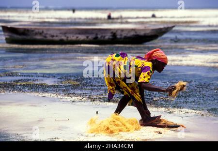 Le donne producono corde di cocco da fibra di cocco sulla costa orientale al villaggio di Bwejuu sull'isola di Zanzibar in Tanzania. Tanzania, Zan Foto Stock