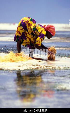 Le donne producono corde di cocco da fibra di cocco sulla costa orientale al villaggio di Bwejuu sull'isola di Zanzibar in Tanzania. Tanzania, Zan Foto Stock