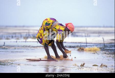 Le donne producono corde di cocco da fibra di cocco sulla costa orientale al villaggio di Bwejuu sull'isola di Zanzibar in Tanzania. Tanzania, Zan Foto Stock