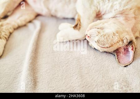 Esotico Sphynx Devon gatto dorme su una soffice coperta. Foto Stock