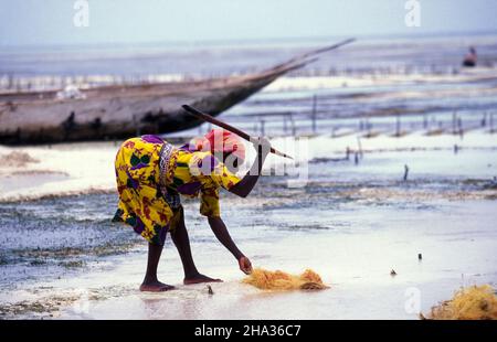 Le donne producono corde di cocco da fibra di cocco sulla costa orientale al villaggio di Bwejuu sull'isola di Zanzibar in Tanzania. Tanzania, Zan Foto Stock