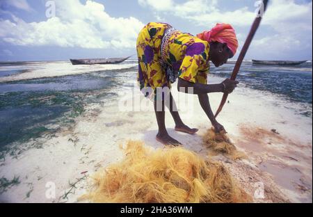 Le donne producono corde di cocco da fibra di cocco sulla costa orientale al villaggio di Bwejuu sull'isola di Zanzibar in Tanzania. Tanzania, Zan Foto Stock