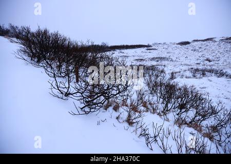 Arbusti nel freddo inverno islandese, Islanda Foto Stock