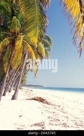 Palmtree sulla spiaggia con il paesaggio sulla costa orientale al villaggio di Bwejuu sull'isola di Zanzibar in Tanzania. Tanzania, Zanzibar, Bweju Foto Stock