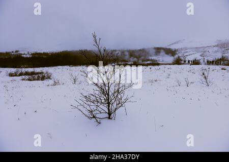 Arbusti nel freddo inverno islandese, Islanda Foto Stock