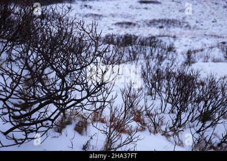 Arbusti nel freddo inverno islandese, Islanda Foto Stock