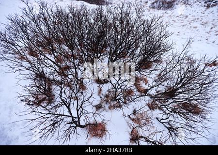 Arbusti nel freddo inverno islandese, Islanda Foto Stock