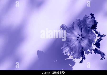 Mazzo di tulipani in stile Parrot Foto Stock