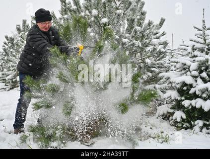 Manschnow, Germania. 10th Dic 2021. Winfried Schneider di Königs Wusterhausen scuote la neve da un pino nero precedentemente sgranato nella piantagione di alberi di Natale della famiglia Griebel. Molte migliaia di alberi di Natale crescono qui nelle varietà di abete Nordmann, abete rosso, abete rosso e pino nero. I visitatori possono scegliere e tagliare il proprio albero preferito. Credit: Patrick Pleul/dpa-Zentralbild/ZB/dpa/Alamy Live News Foto Stock