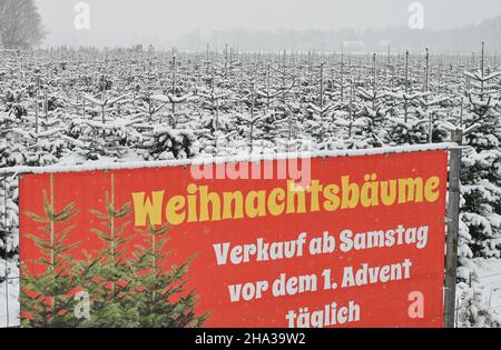 Manschnow, Germania. 10th Dic 2021. Un banner con l'iscrizione 'alberi di Natale in vendita tutti i giorni da sabato prima dell'Avvento 1st' può essere letto di fronte alla piantagione di alberi di Natale ricoperti di neve invernale della famiglia Griebel. Qui, molte migliaia di alberi di Natale crescono nelle varietà di abete Nordmann, abete rosso, abete rosso e pino nero. I visitatori possono scegliere il loro albero preferito e tagliarlo giù se stessi. Credit: Patrick Pleul/dpa-Zentralbild/ZB/dpa/Alamy Live News Foto Stock