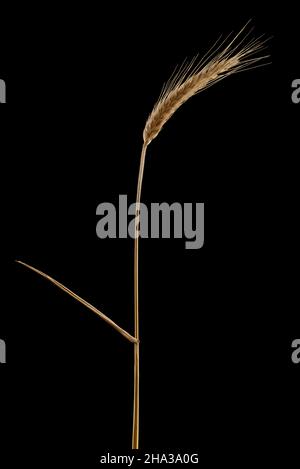 Spikelet secco maturo di orzo isolato su sfondo nero. Orecchio singolo di grano con foglia. Foto Stock
