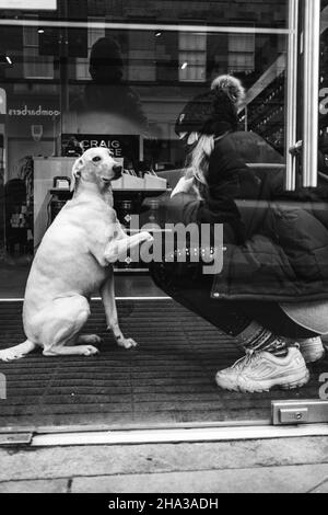 Il cane fa zampa per il proprietario Foto Stock