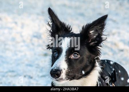 Un primo piano di un carino cucciolo collie bordo all'aperto nella neve durante l'inverno. Foto Stock