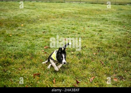 Un carino cucciolo di collie di bordo cambia direzione mentre si gioca a prendere nel parco in una giornata piovosa bagnata. Foto Stock
