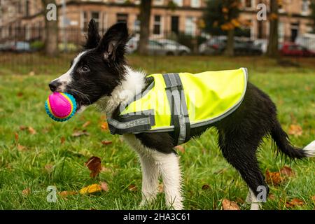 Una vista laterale di un giovane cucciolo di collie di bordo che indossa una giacca gialla gioca all'aperto con una palla. Foto Stock