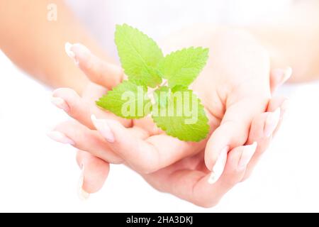 mano, cura, palmo, forma, borsa donna, bello, top, dita, giovane, tenero, donna, unghie, bianco, morbido, da solo, dettaglio, benessere, parte superiore del corpo, delicatamente, Foto Stock