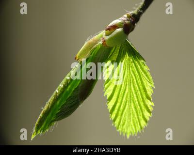 Macro di una foglia di faggio germogliante, con sfondo sfocato Foto Stock