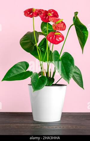 Casa pianta Anthurium in vaso bianco isolato su tavola bianca e sfondo rosa Anthurium è cuore - fiore a forma di Flamingo fiori o Anthurium Foto Stock