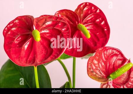 Casa pianta Anthurium in vaso bianco isolato su tavola bianca e sfondo rosa Anthurium è cuore - fiore a forma di Flamingo fiori o Anthurium Foto Stock