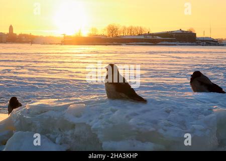 Corvi con cappuccio, cornix corvus, arroccati su ghiacci in una fredda mattinata di febbraio con ghiaccio e mare innevato sullo sfondo. Foto Stock