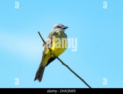 Kingbird tropicale, Tyrannus melancholicus, arrangiato su un ramo con cielo blu sullo sfondo. Foto Stock