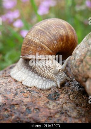 Lumaca strisciando su una roccia tra fiori primaverili. Foto Stock