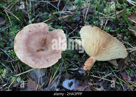 Lactarius helvus, comunemente noto come fenugreek milkcap, fungo velenoso dalla Finlandia Foto Stock