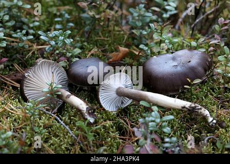 Hygrophorus camarophyllus, noto come cera d'legno ad arco, fungo selvatico dalla Finlandia Foto Stock