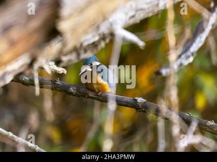 Kingfisher femmina su colpi branch-sharp Foto Stock