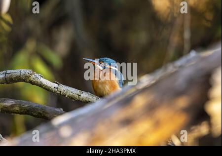 Kingfisher femmina su colpi branch-sharp Foto Stock