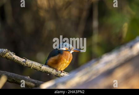 Kingfisher femmina su colpi branch-sharp Foto Stock