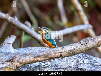 Kingfisher femmina su colpi branch-sharp Foto Stock