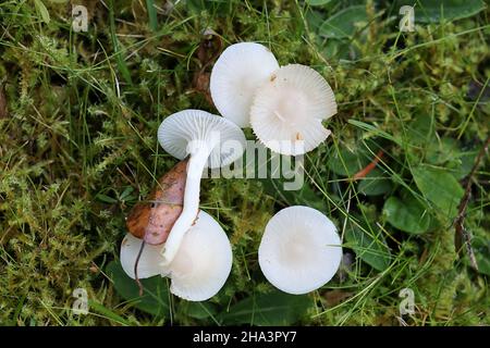 Cuphophyllus virgineus, conosciuto come il cappuccio di cera nevoso, fungo selvatico dalla Finlandia Foto Stock