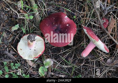 Russula xerampelina, comunemente conosciuta come il granchio brittlegill o il fungo dei gamberetti, funghi selvatici commestibili provenienti dalla Finlandia Foto Stock